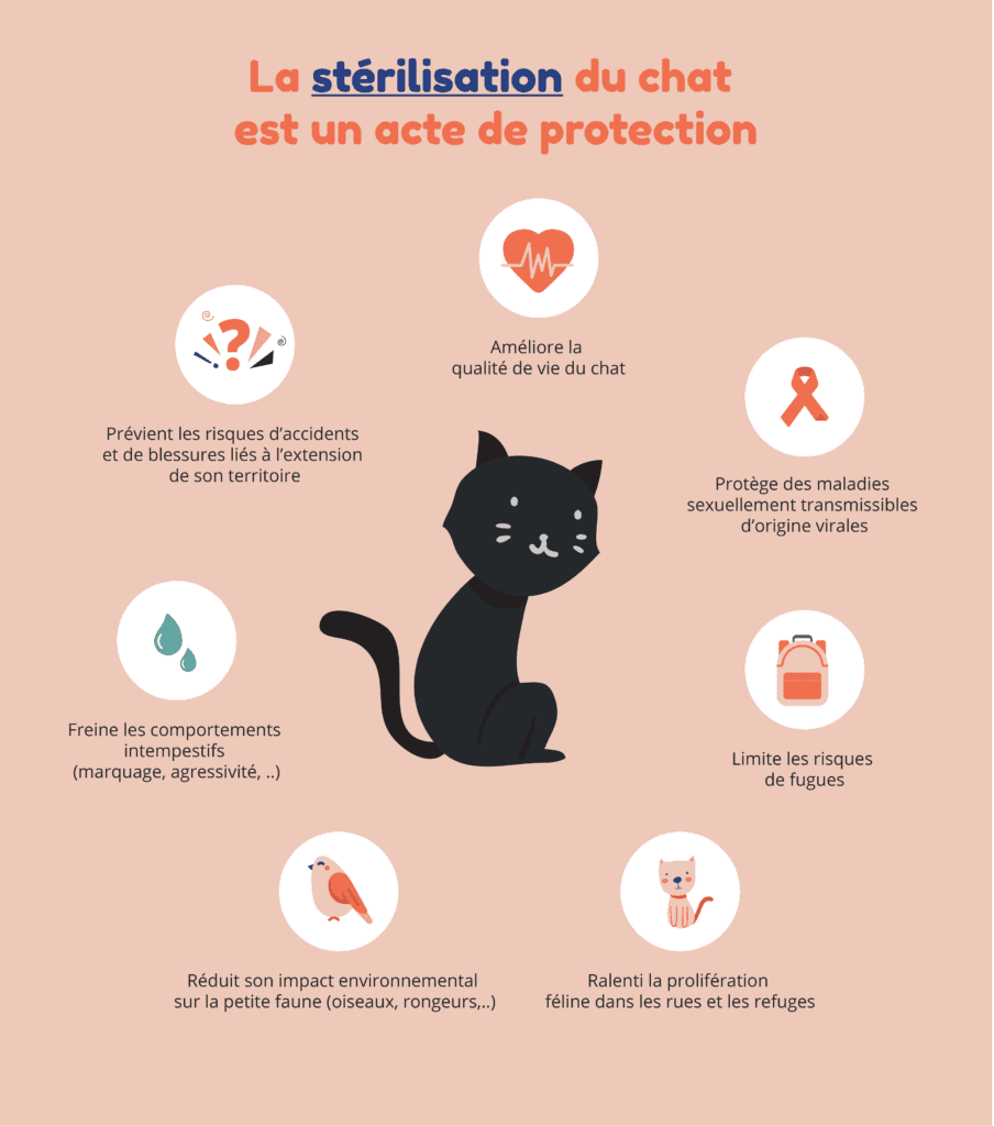 affiche avec un chat et les raisons de le stériliser