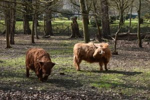 Ile Panchout Yerres - les vaches