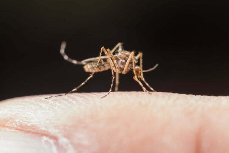 moustique tigre sur une personne