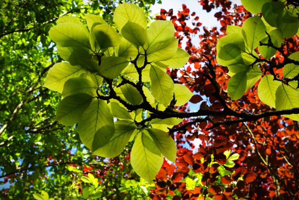 Les arbres rivalisent entre eux et essaient d'imposer leurs couleurs sous le ciel bleu.