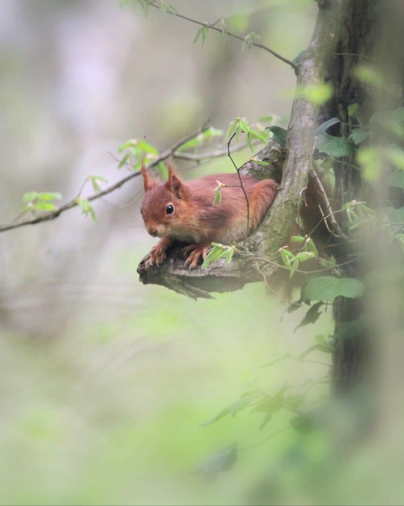 Écureuil roux pris sur lès bords de l'Yerres