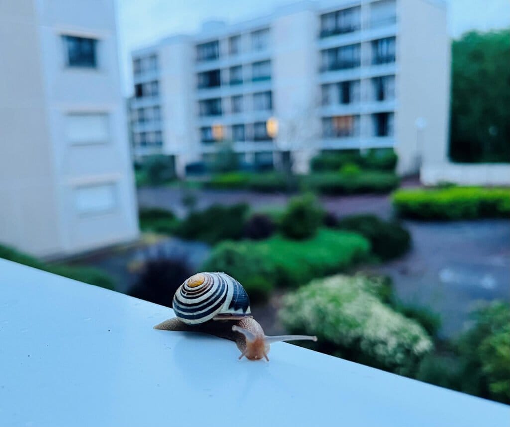 escargot sur rebord de fenêtre