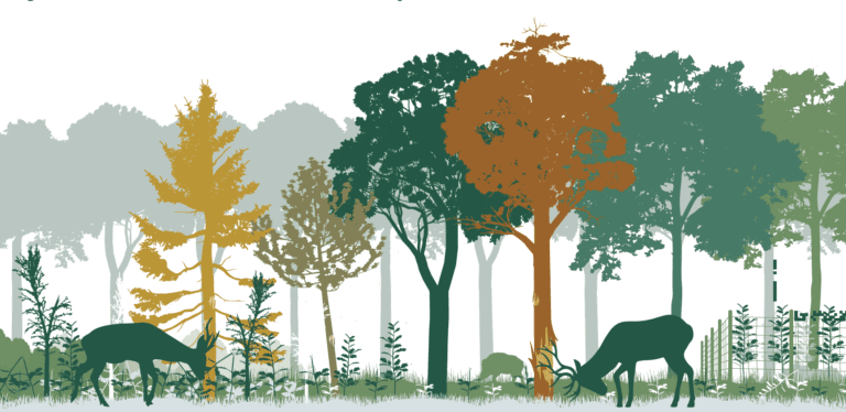 image animaux forêt chasse onf