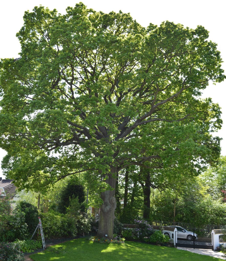 arbre remarquable yerres