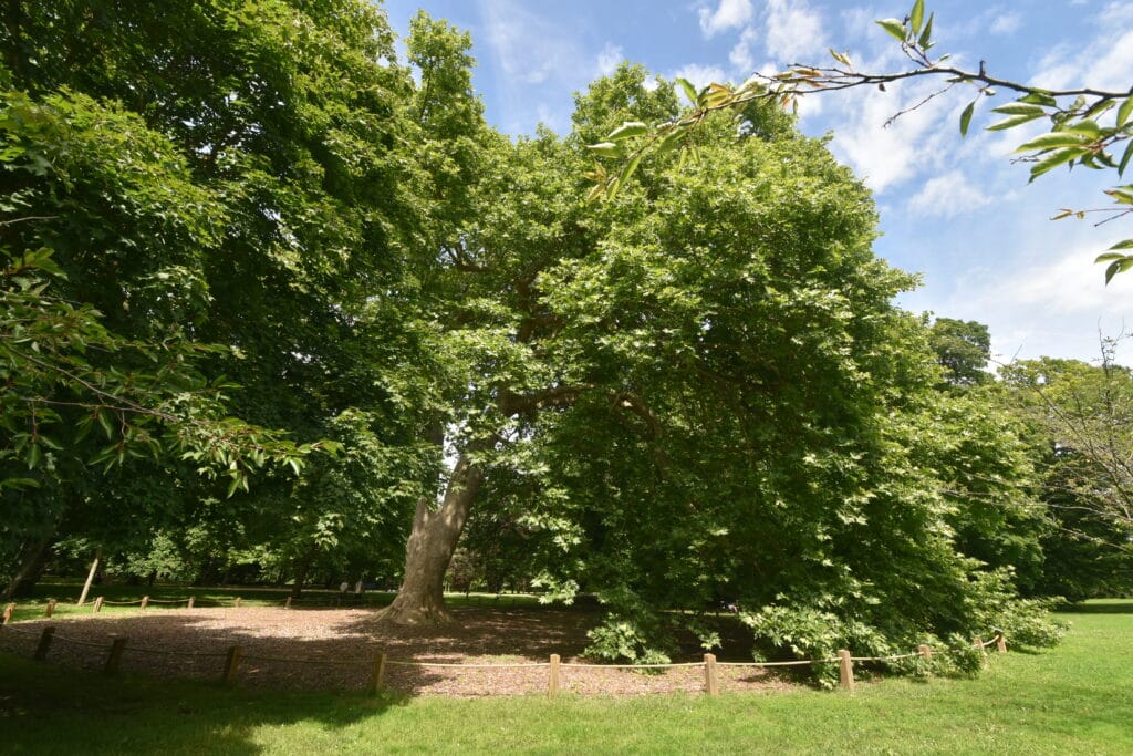 arbre remarquable maison caillebotte