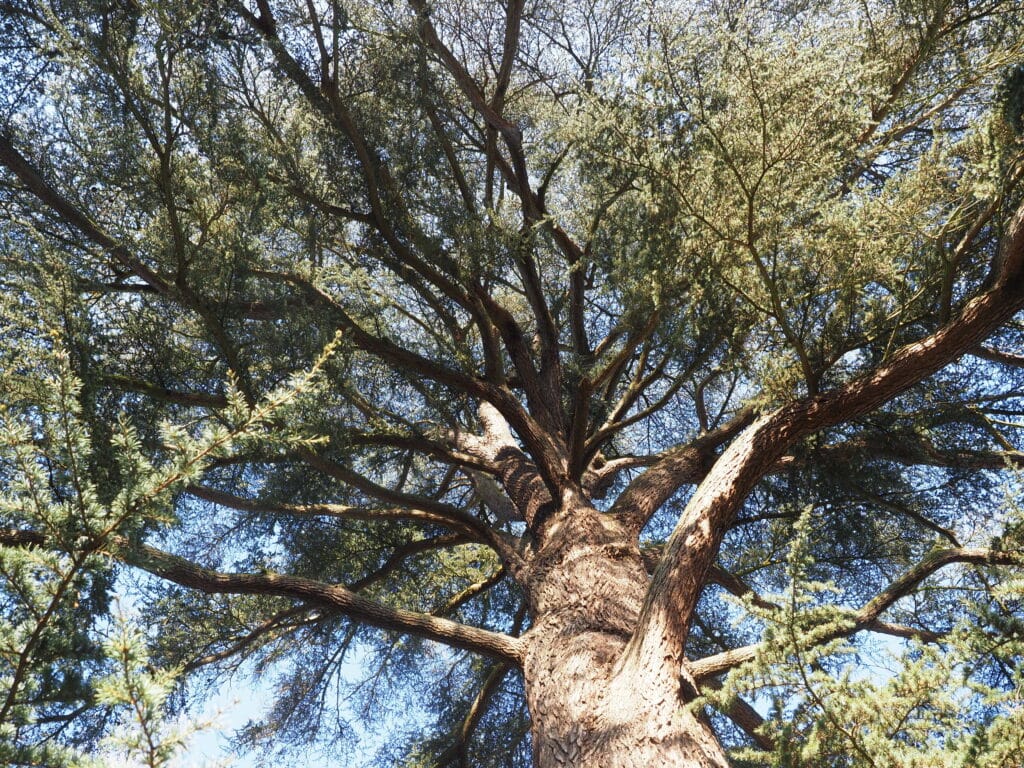 arbre remarquable maison caillebotte