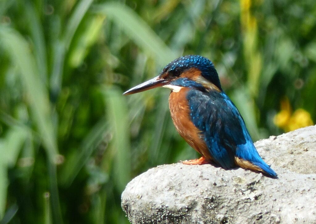 oiseau André Marquet