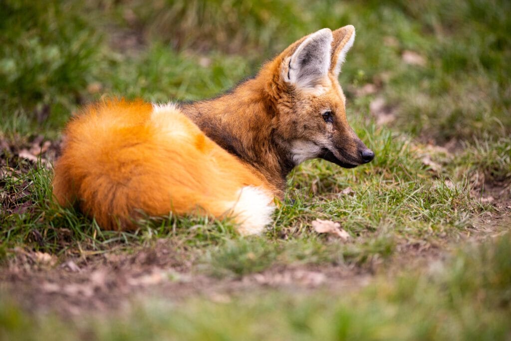 renard couché dans l'herbe