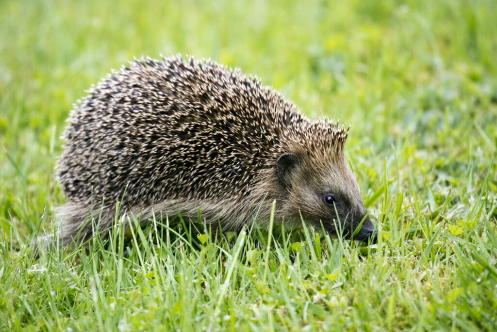 hérisson dans l'herbe