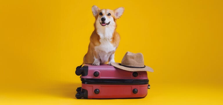 chien sur une valise