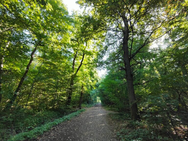forêt de la grange yerres