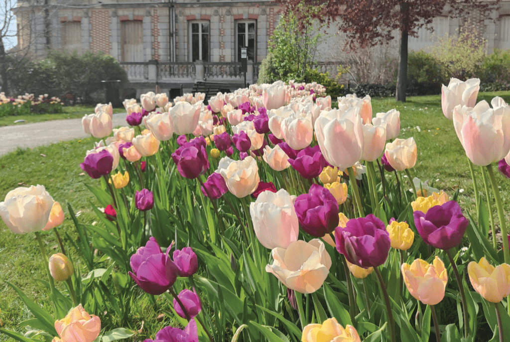 tulipes devant mairie de Yerres